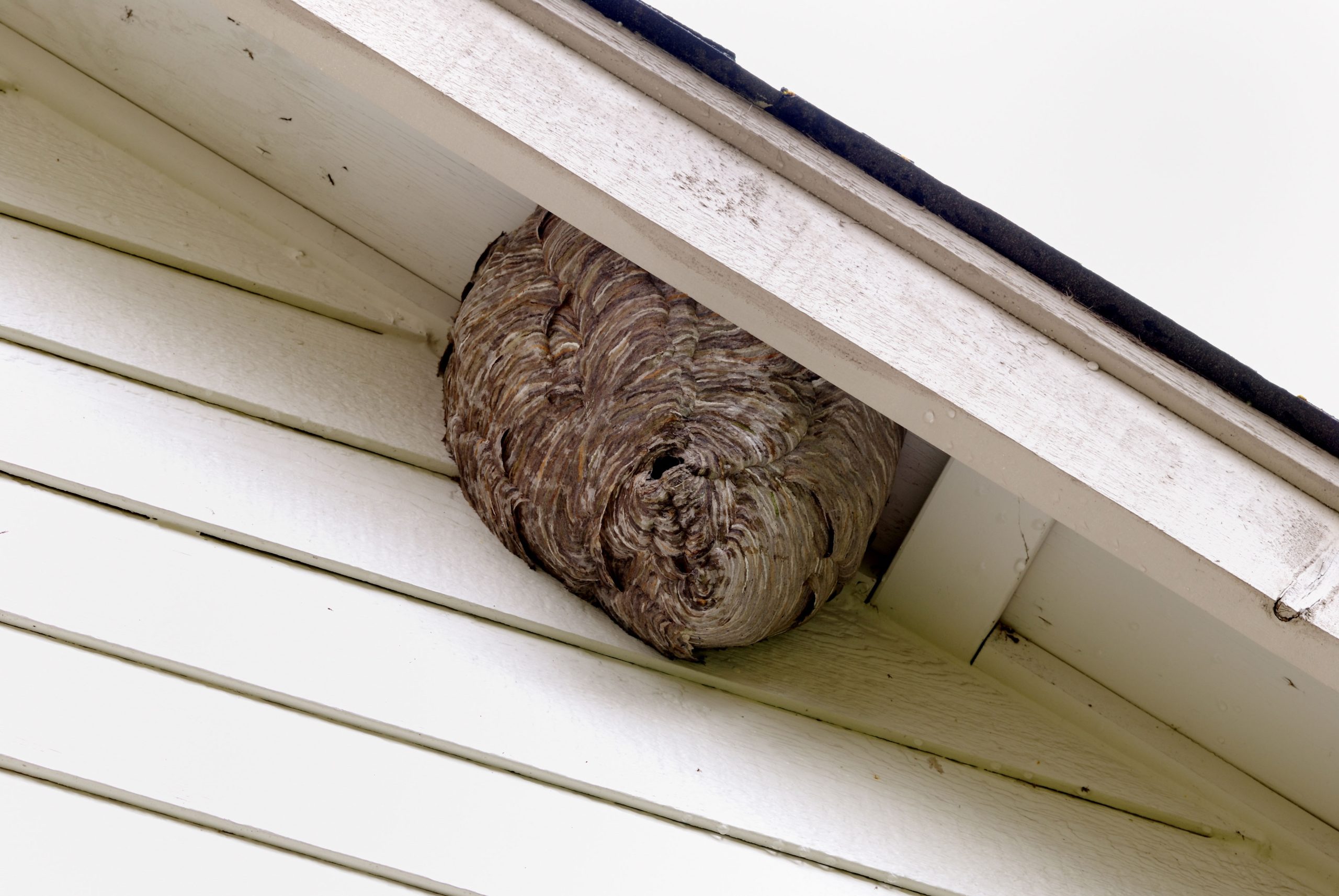 pest control fort myers fl